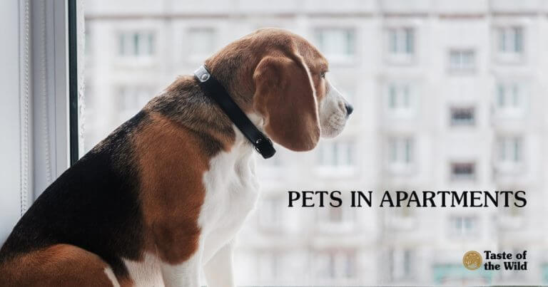 Make Sure You Give Proper Notice When Attempting to Remove a Tenant’s Dog